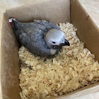 Baby African Grey for Sale