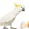 Cockatoo Parrot Eggs for sale