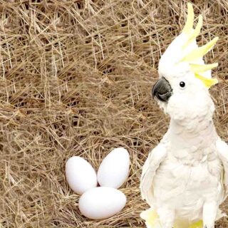 Cockatoo Parrot Eggs for sale