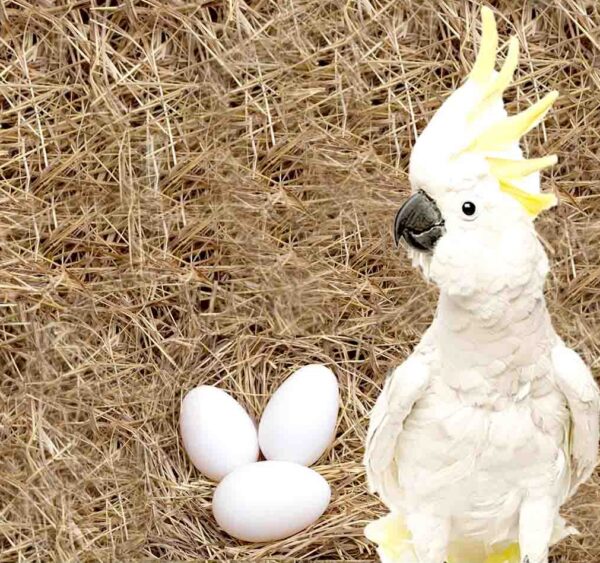 Cockatoo Parrot Eggs for sale