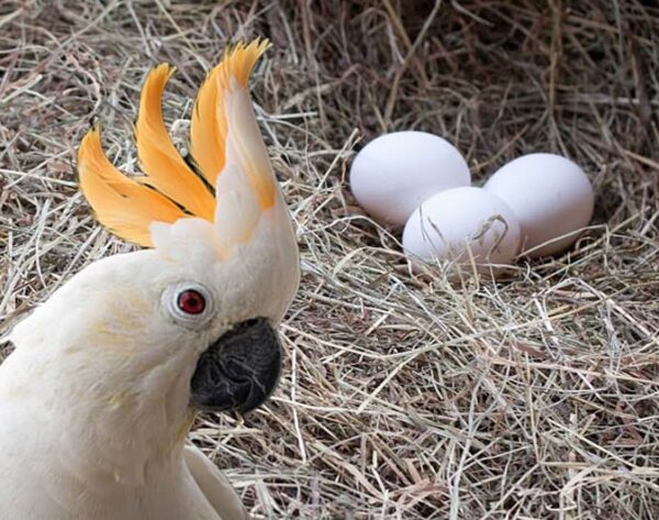 Cockatoo Parrot Eggs for sale