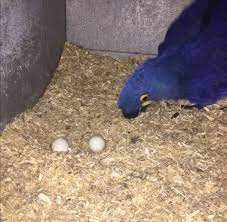 Hyacinth Macaw Parrot Eggs