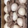 Amazon Parrot Eggs - Image 2