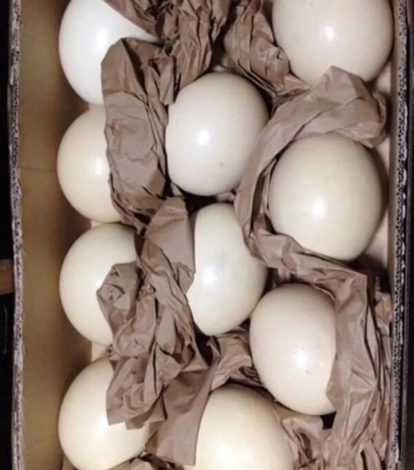 Amazon Parrot Eggs - Image 2