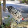 Well Tamed African Grey Parrot - Image 3