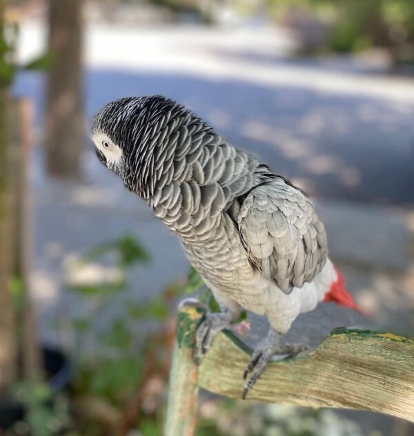 Well Tamed African Grey Parrot - Image 3