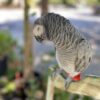 Well Tamed African Grey Parrot - Image 2