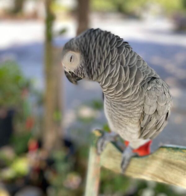 Well Tamed African Grey Parrot - Image 2