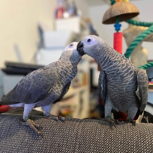 Pair of Bonded African Greys for sale