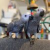 Pair of Bonded African Greys for sale - Image 3