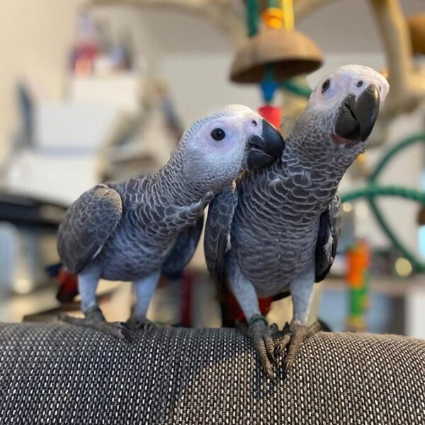 Pair of Bonded African Greys for sale - Image 3