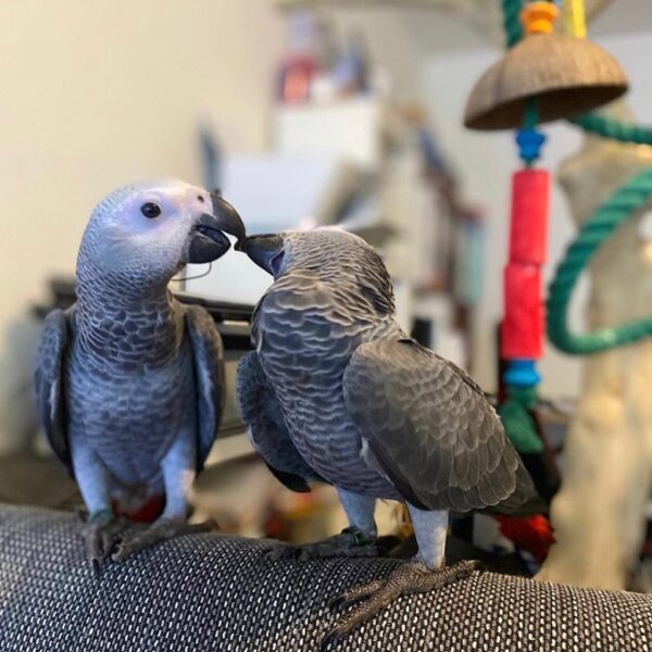 Pair of Bonded African Greys for sale - Image 2