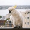 Male Sulphur Crested Cockatoos Parrot - Image 3