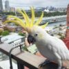 Male Sulphur Crested Cockatoos Parrot - Image 2