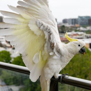 Male Sulphur Crested Cockatoos Parrot