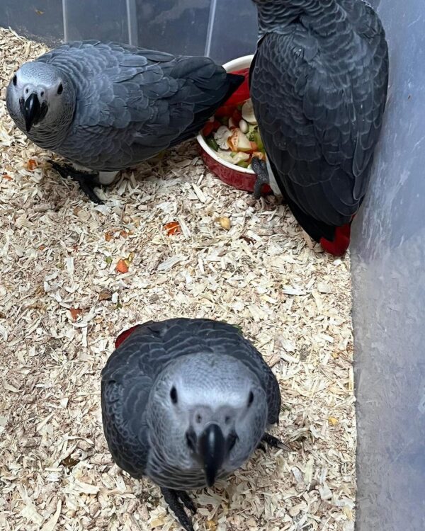 Babies African Grey Parrot for sale