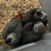 Babies African Grey Parrot for sale