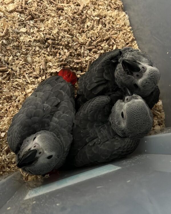 Babies African Grey Parrot for sale