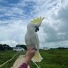 Female Umbrella Cockatoos Parrot - Image 3