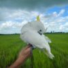 Female Umbrella Cockatoos Parrot - Image 4