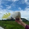 Female Umbrella Cockatoos Parrot - Image 2