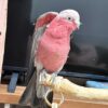 Female Galah Cockatoo Parrot - Image 2