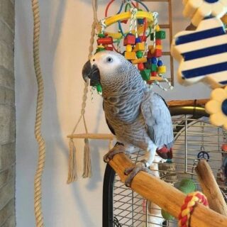 Congo African Grey