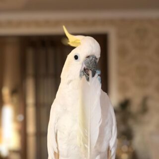 Sulphur-crested COCKATOO PARROTS