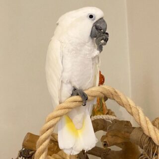 Famale Umbrella Cockatoos Parrot