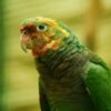 Toby - Image 2