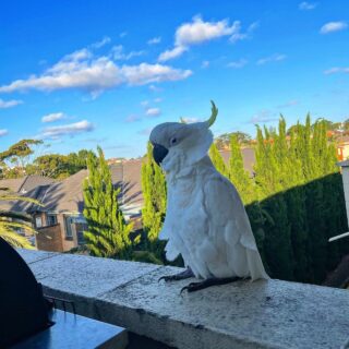 male sulphur-crested cockatoo