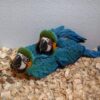 Fertile Parrot Eggs For Sale In Bulk - Image 7