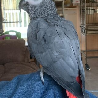 Very Tame Talking African Grey Parrot