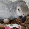 African Grey Parrot Eggs - Image 4