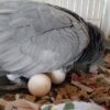 African Grey Parrot Eggs - Image 2
