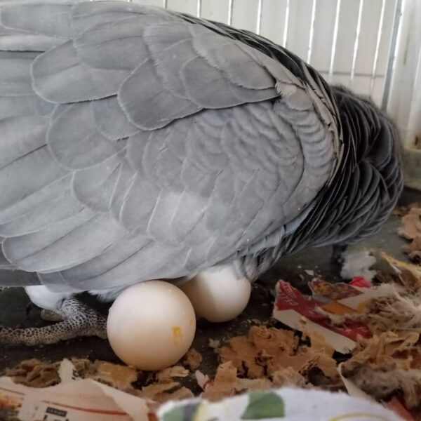 Fertile Parrot Eggs For Sale In Bulk - Image 4