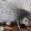 African Grey Parrot Eggs - Image 3