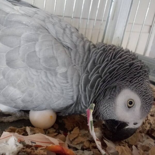 Fertile Parrot Eggs For Sale In Bulk - Image 3