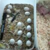 parrot fertile eggs for sale