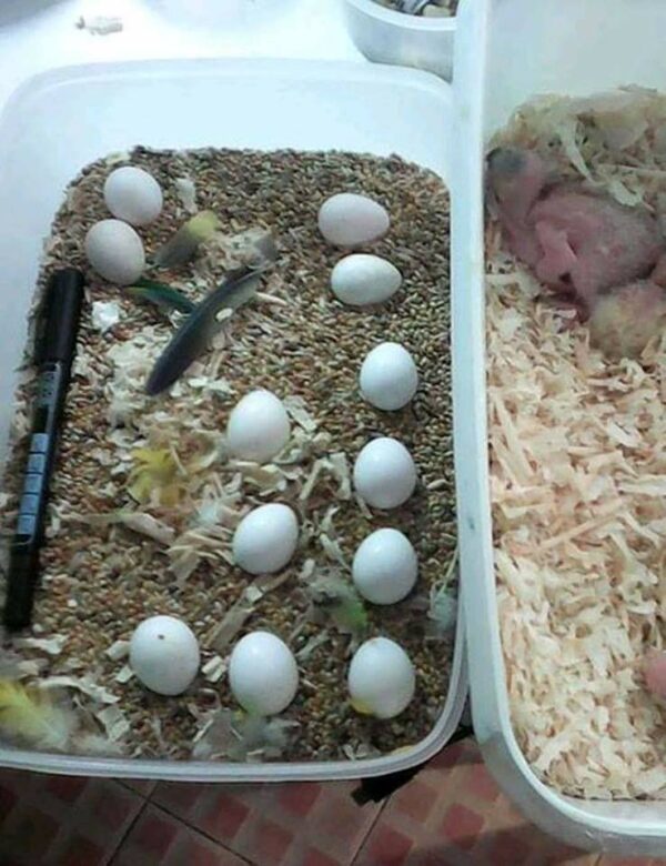 parrot fertile eggs for sale