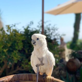 male umbrella cockatoo for sale