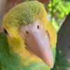 Benny - Image 2