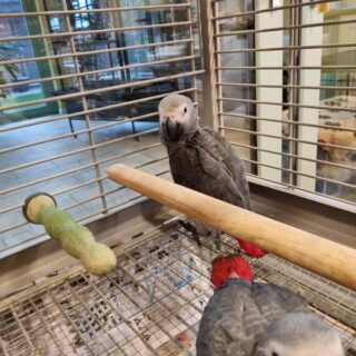 African Grey Baby Parrots