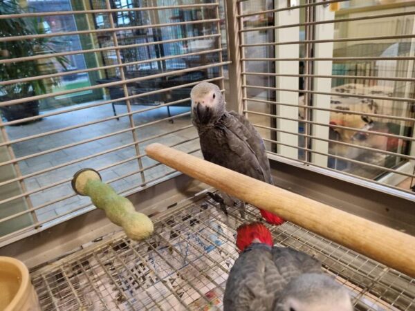 African Grey Baby Parrots