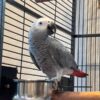 Congo African Grey Parrot for sale