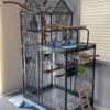Congo African Grey Parrot for sale