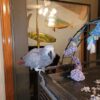(Congo) African Grey Females  - Image 2