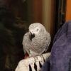 (Congo) African Grey Females  - Image 3