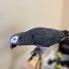 Male Timneh African Grey Parrot