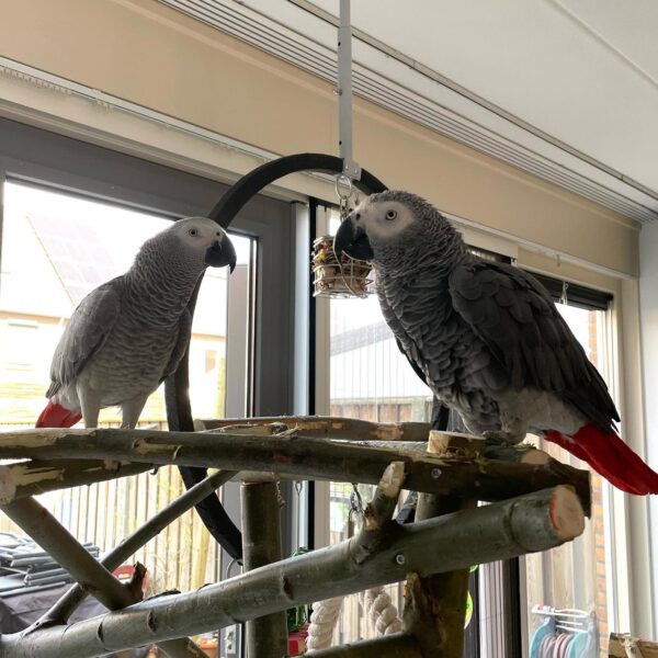 Male and Female Congo African Grey